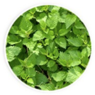Stinging nettle
