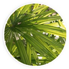 Saw palmetto